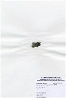 藏品(寬珊藻)的圖片